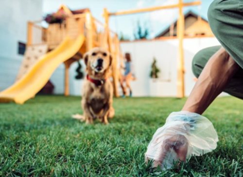 Pet Waste Management