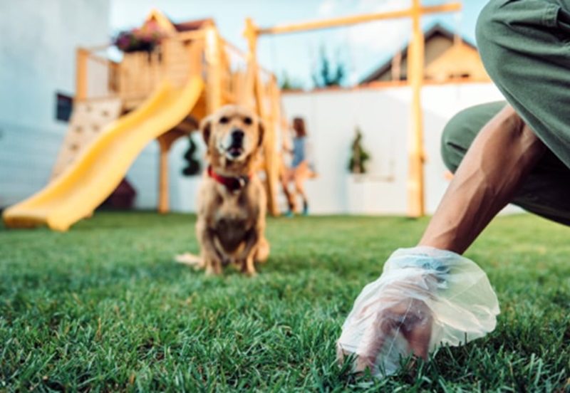 Pet Waste Management